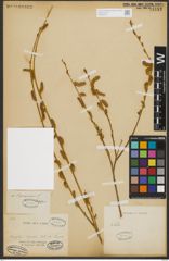 Foto von Salix purpurea L.